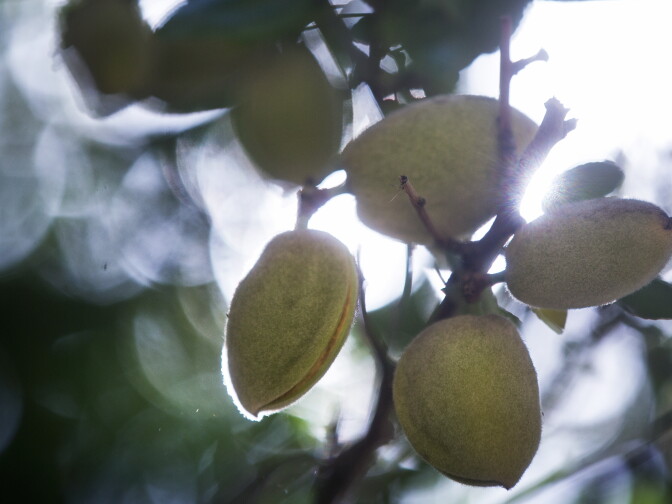 The farm originally was a dairy and dry-land farming operation. In the 1980's, Dan and Tom Rogers' father began planting almond trees on the property.