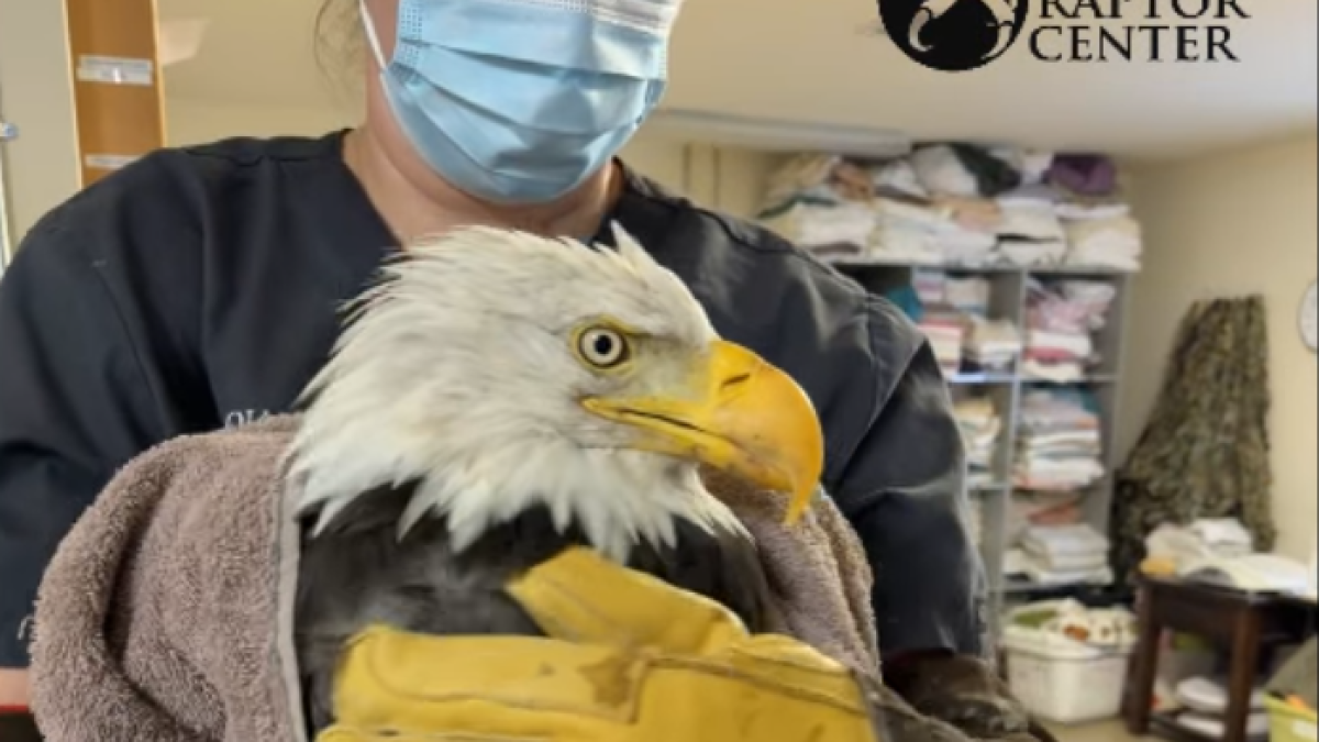 Big Bear's famous bald eagle Jackie has died