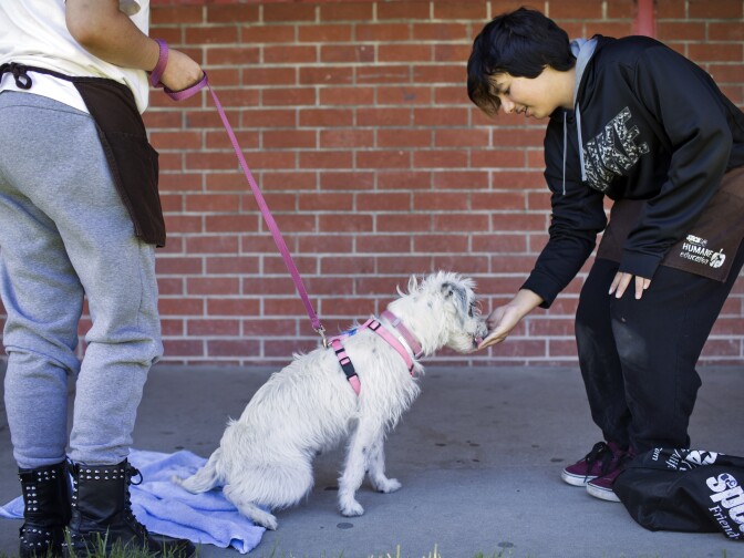 Students at Bunche Middle School in Compton train dogs as part of spcaLA's humane education after-school program on Tuesday afternoon, March 8, 2016. The spcaLA founded this program nearly 20 years ago.