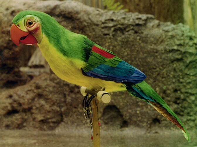 The prototype model of featured bird Jose, taken ca. 1980.