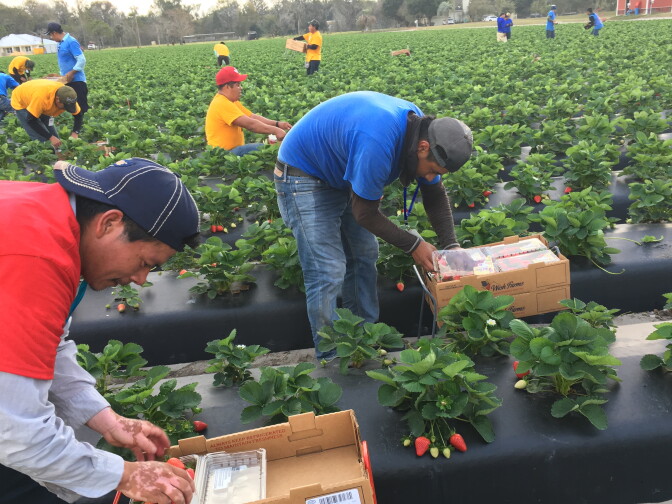 Farm workers pick and pack strawberries in Plant City, Florida. Strawberries are sold by Wish Farms to retailers like Costco. Gary Wishnatzki is the owner of Wish Farms. "Most of workers are first generation immigrants that have come here from Mexico and some from Central America," he said "Strawberry picking is hard work, it’s a skilled position."