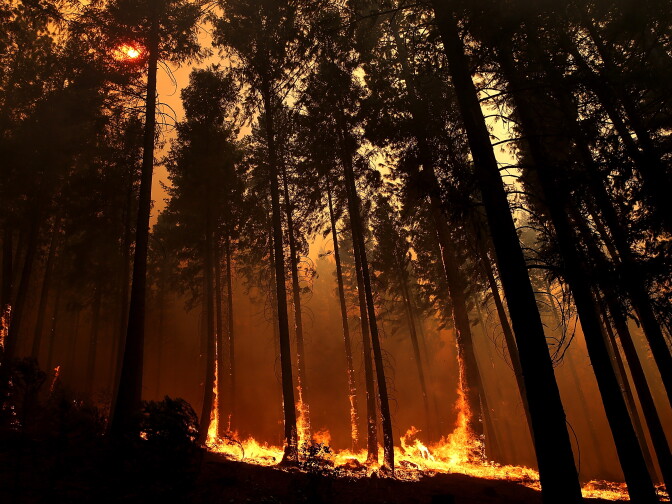 BUCK MEADOWS, CA - AUGUST 21:  Fire consumes trees along US highway 120 as the Rim Fire burns out of control on August 21, 2013 in Buck Meadows, California. The Rim Fire continues to burn out of control and threatens 2,500 homes outside of Yosemite National Park. Over 400 firefighters are battling the blaze that is only 5 percent contained.  (Photo by Justin Sullivan/Getty Images)