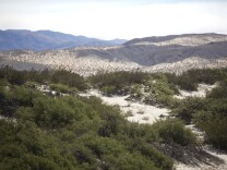 This is the healthiest honey mesquite stand in the Coachella Valley. Less than five percent of healthy honey mesquite stands are left in the area.