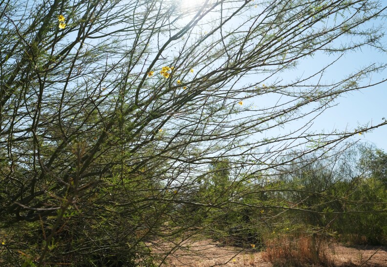 Branches of a green tree stretching into sunlight.