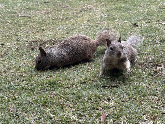 Two brown ground squirrels on a patch of green grass. The one on the left is grazing with its head down while the one on the right is looking up with one of its arms outstretched.