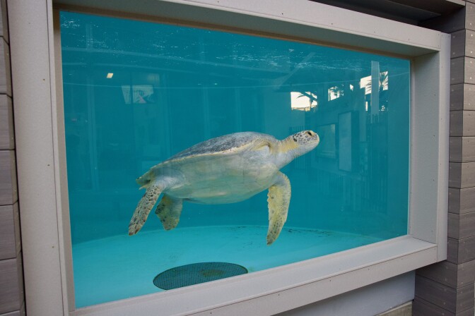 A green sea turtle missing one front flipper swims in a tank. 