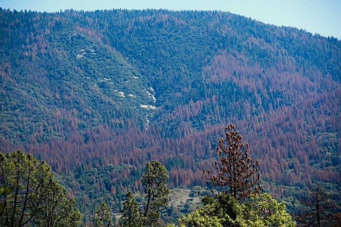 A view of the California Sierras showing tree mortality. Scientists say primary causes are drought and pests. 
