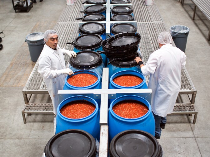 During red jalapeño pepper season from August to November, ground peppers are stored in tubs for use in the production of Sriracha from December to July.