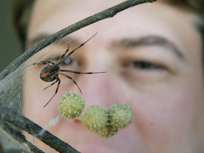 Jayme Necaise, a staff entomologist with the Audubon Nature Institute, poses for a photograph with a brown widow spider and her egg sacks at their facility in New Orleans on Monday, Oct. 9, 2006. Brown widow spiders, usually found deep in the woods, have been found in yards in New Orleans since Hurricane Katrina. (AP Photo/Alex Brandon)