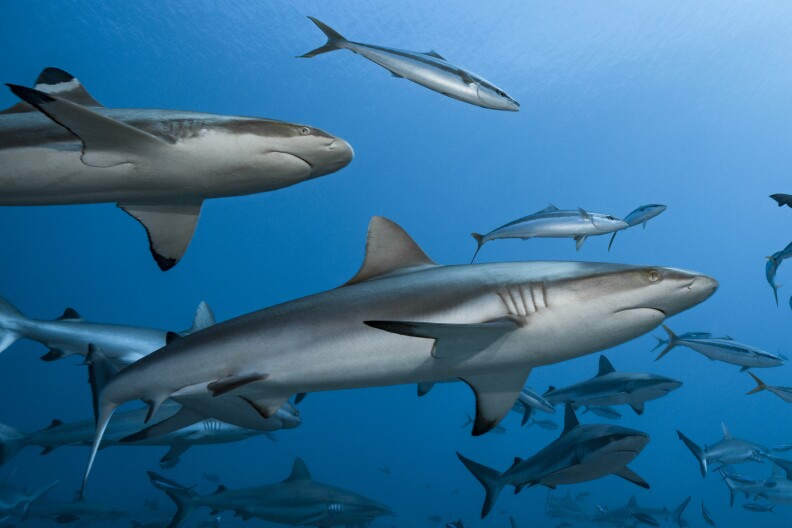 A group of grey reef sharks and blacktip reef sharks swimming through the ocean.