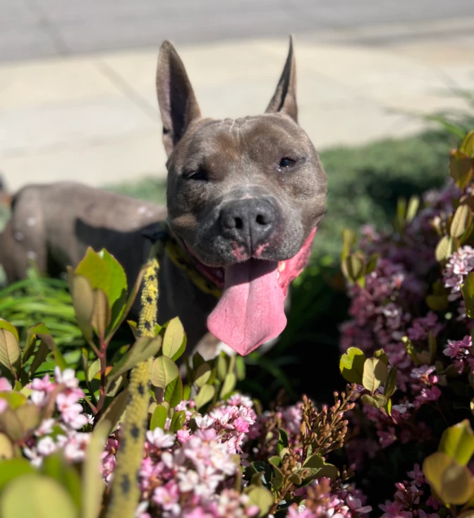 A grey, 60-pound Pit Bull Terrier sticks his tongue out as he sits among a bush of flowers.