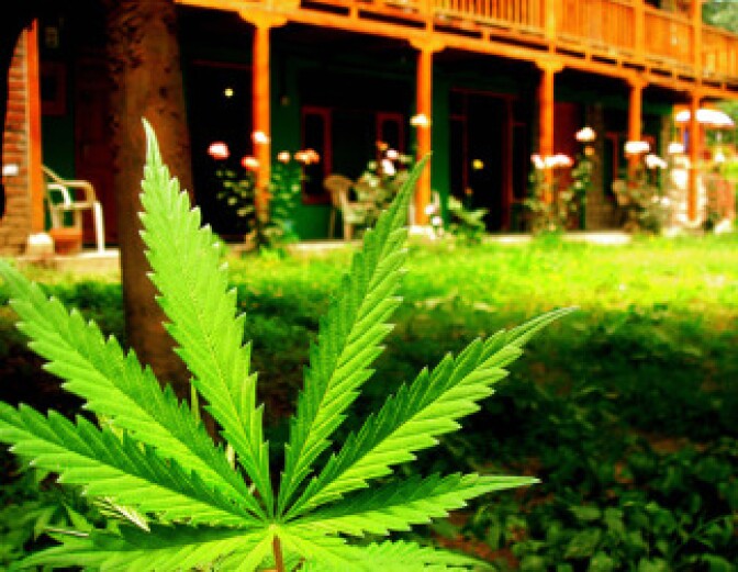 Marijuana plant grows in garden. 