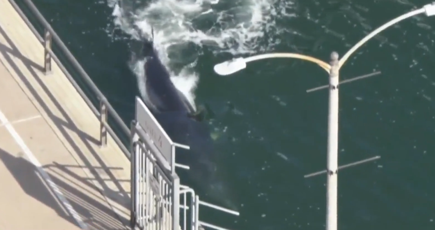 A paved sidewalk runs down the left hand side of the photo, with the ocean on the right. The back of a whale can be seen perching out from the water.