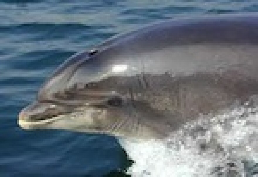 fungi_dolphin.jpg