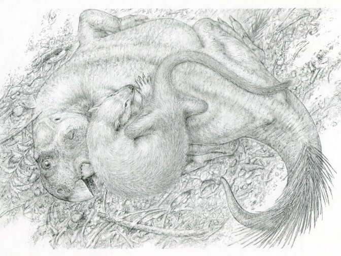 This artistic rendering based on the 125-million-year-old fossil shows the mammal, <em data-stringify-type="italic">Repenomamus,</em> biting the horned dinosaur <em data-stringify-type="italic">Psittacosaurus.</em>