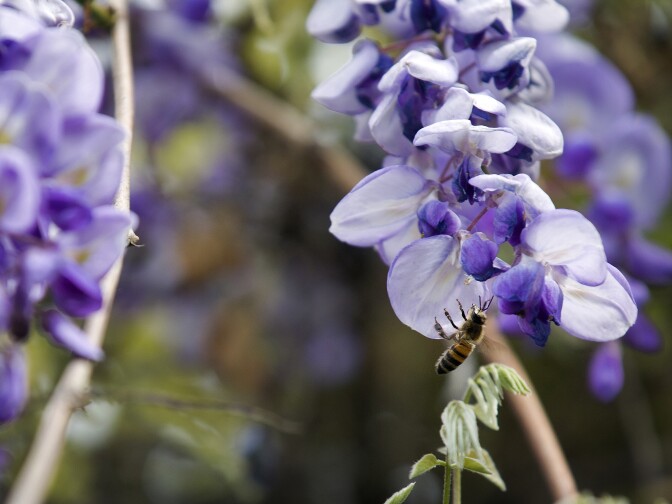 Lots of bees can be found in the vine, but homeowner Nel Solt said they rarely fly far from the plant.