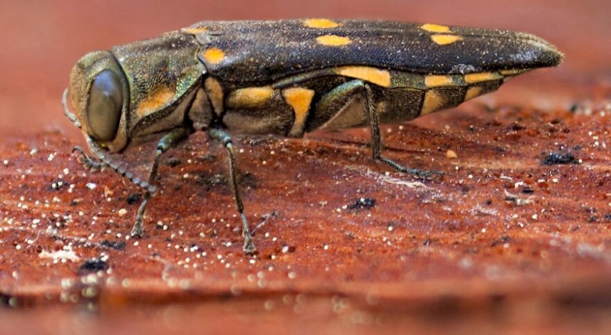 A goldspotted oak borer, a black beetle with golden yellow spots, fly-like eyes and two antennas.