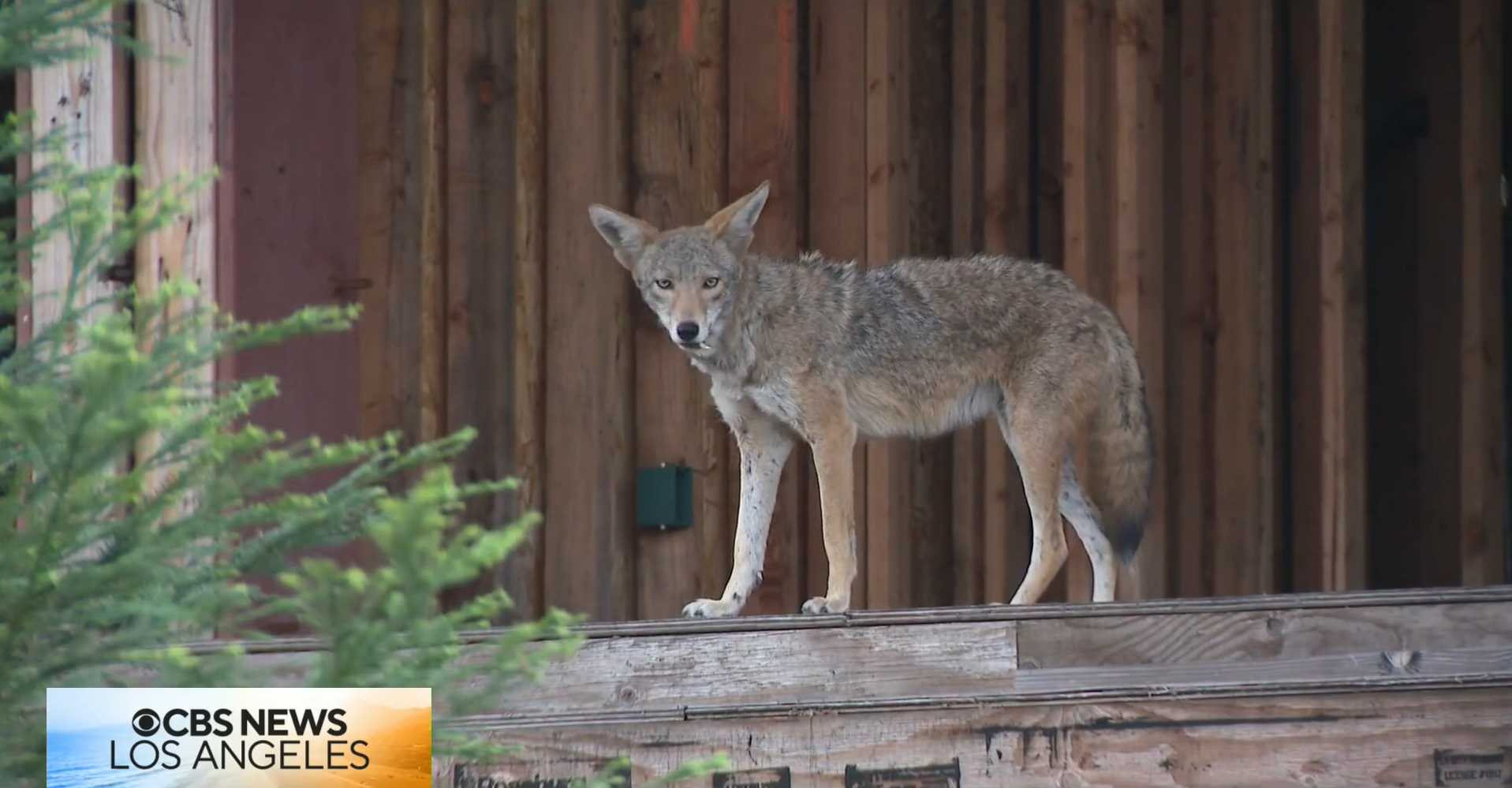 laist.com - Cato Hernández - West Hollywood wants 'coyote condo' owner to take immediate action
