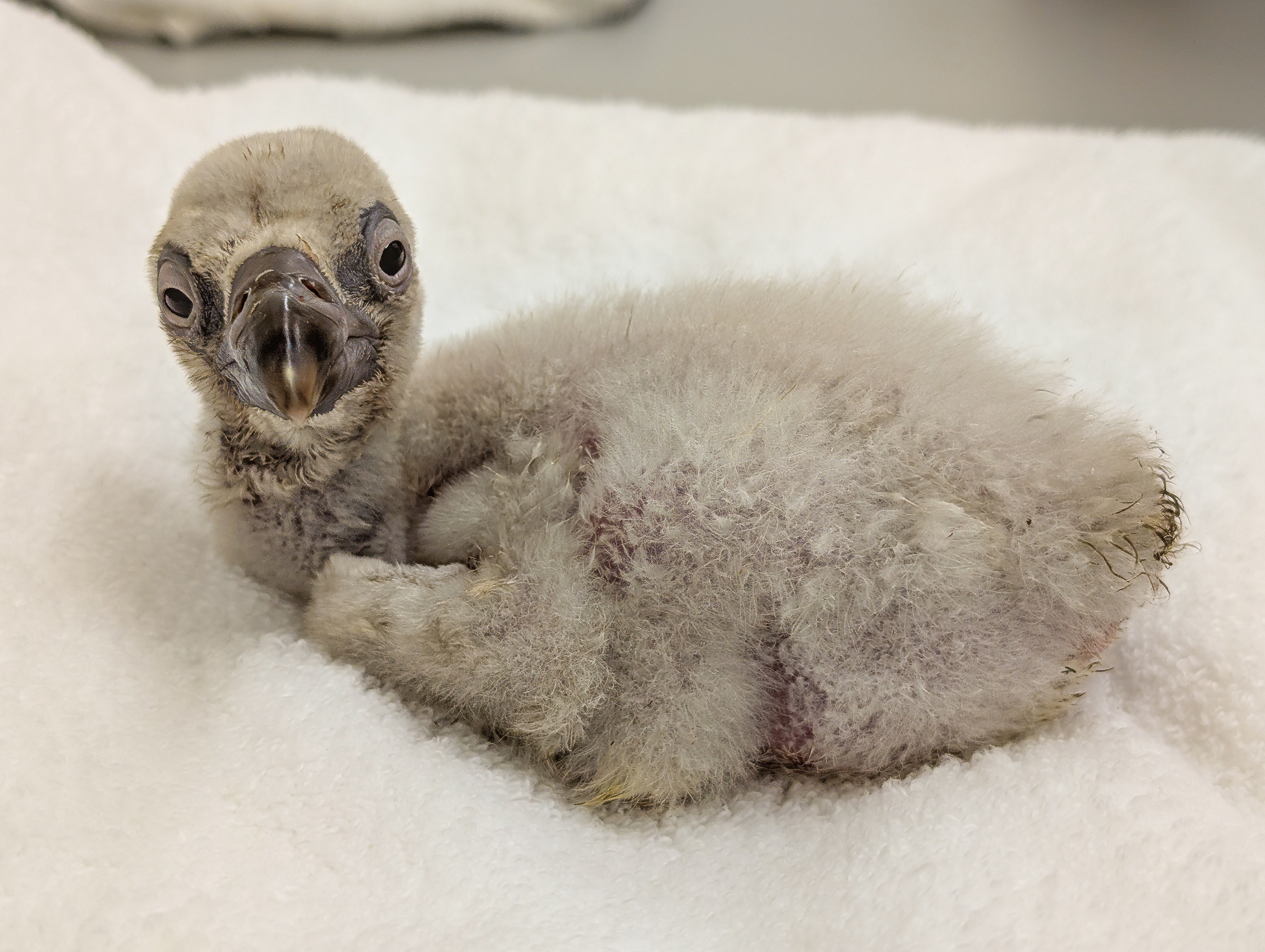 Vulture chick at LA Zoo